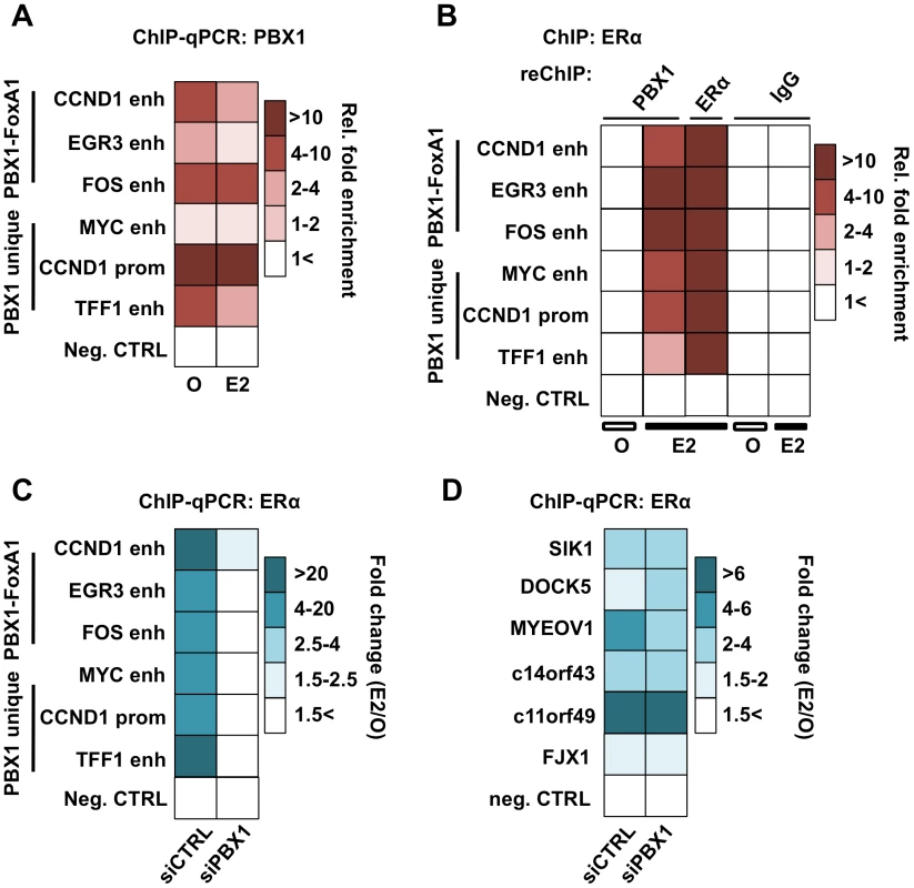 PBX1 is located in the nucleus and mediates ERα genomics activity.