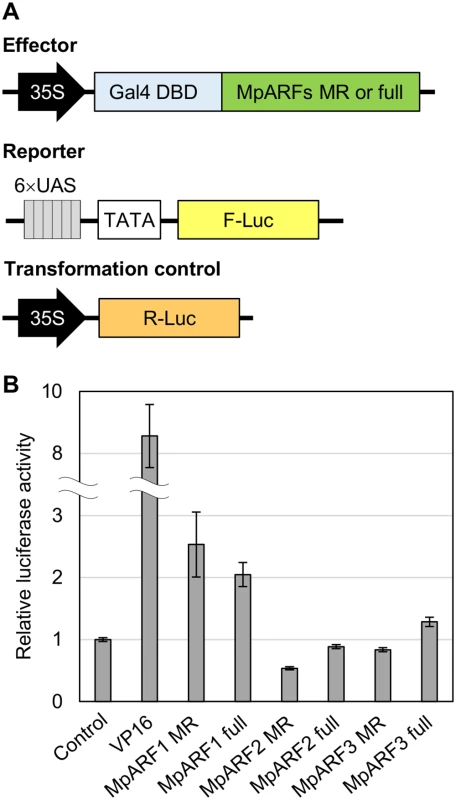 Tranactivation assay for MpARFs.