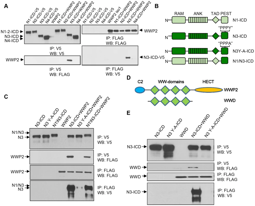 WWP2 binds to N3-ICD but not to N1-ICD, N2-ICD, or N4-ICD.
