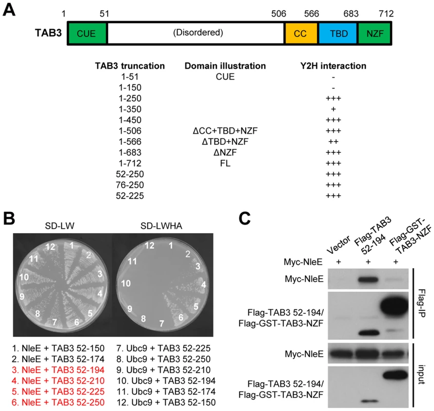 NleE binds to an N-terminal region in TAB2/3 for efficient recognition.