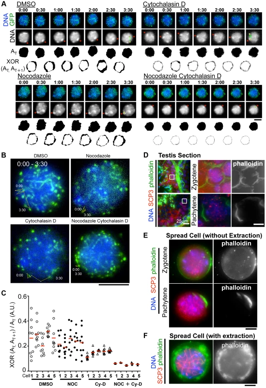 The different contributions of tubulin and actin to meiotic nuclear dynamics.