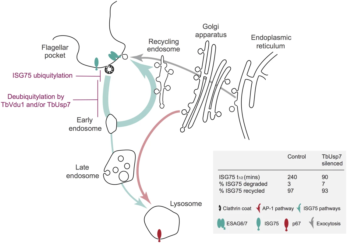 Model integrating suramin-sensitivity pathways, trafficking and ISG turnover.