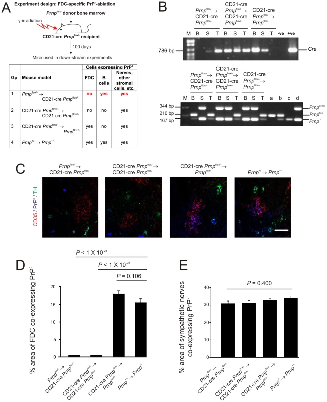 FDC-restricted PrP<sup>c</sup>-ablation in the spleens of <i>Prnp</i><sup>flox/-</sup>→CD21-Cre <i>Prnp</i><sup>flox/-</sup> mice.