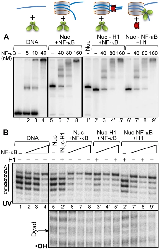 NF-κB displaces H1 from the chromatosome and binds to its recognition sequence.