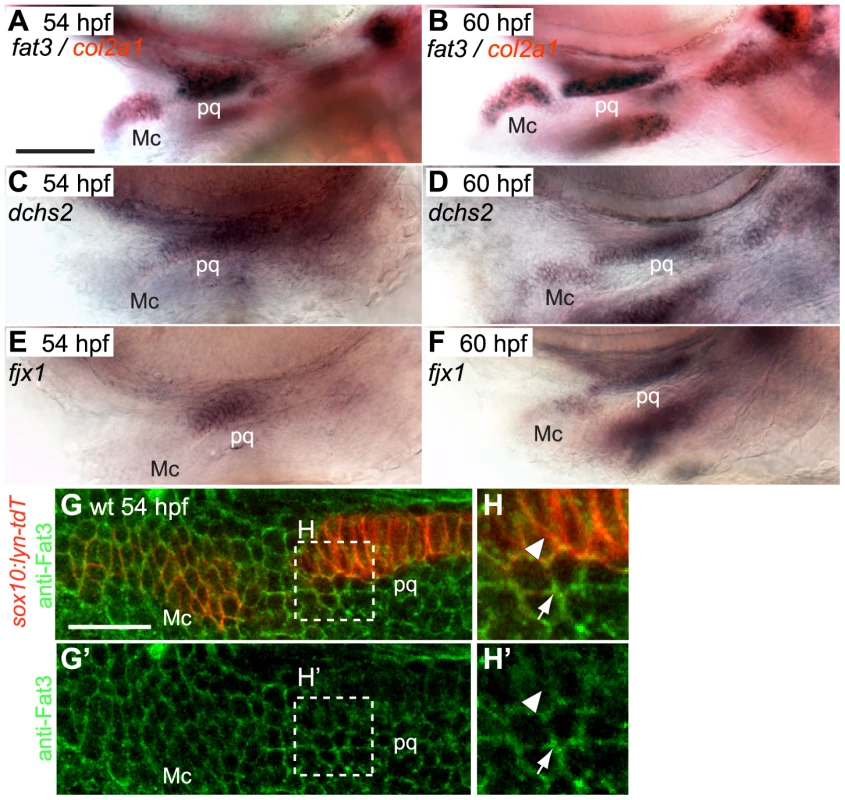 <i>fat3</i>, <i>dchs2</i> and <i>fjx1</i> are expressed in cartilage precursors.