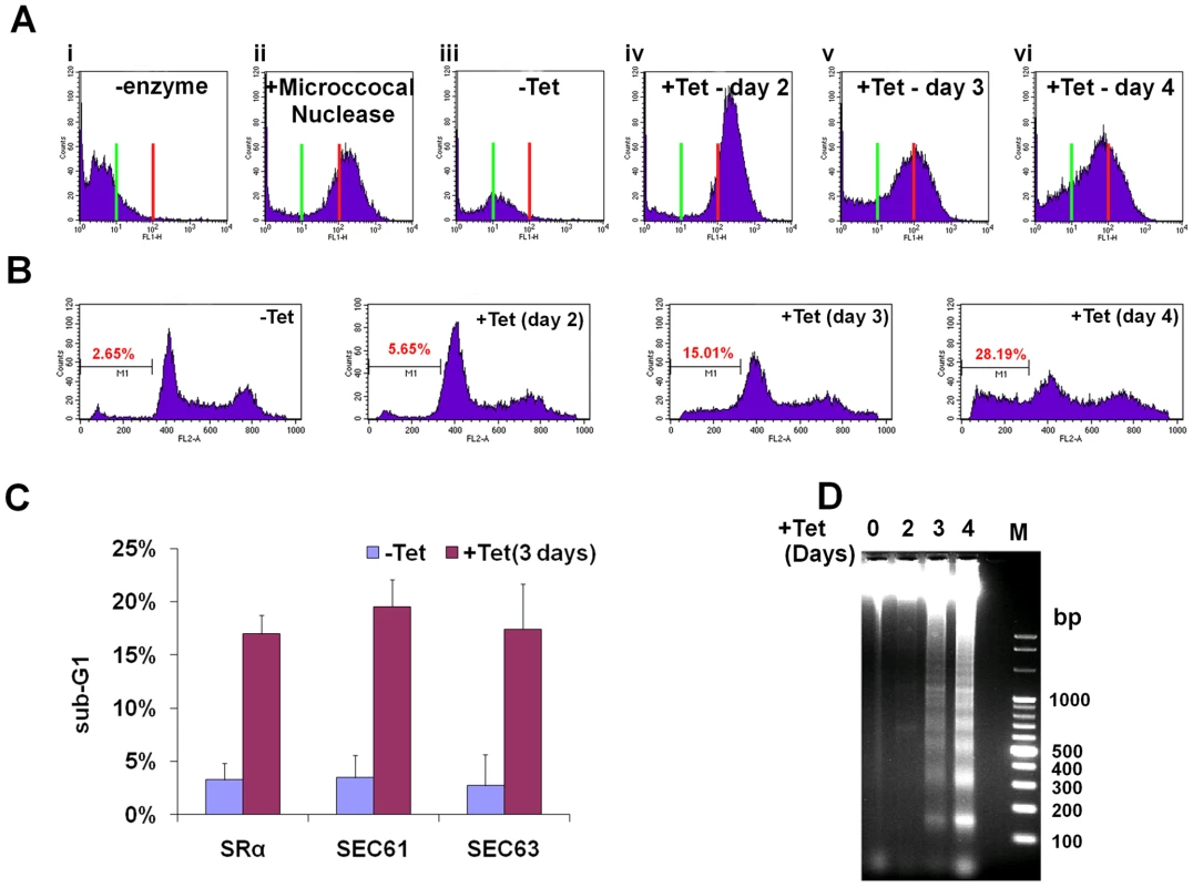 SLS elicits DNA fragmentation.