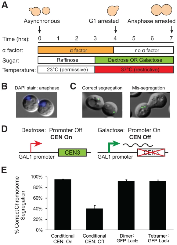 Holding sister centromeres close together does not disrupt chromosome segregation.