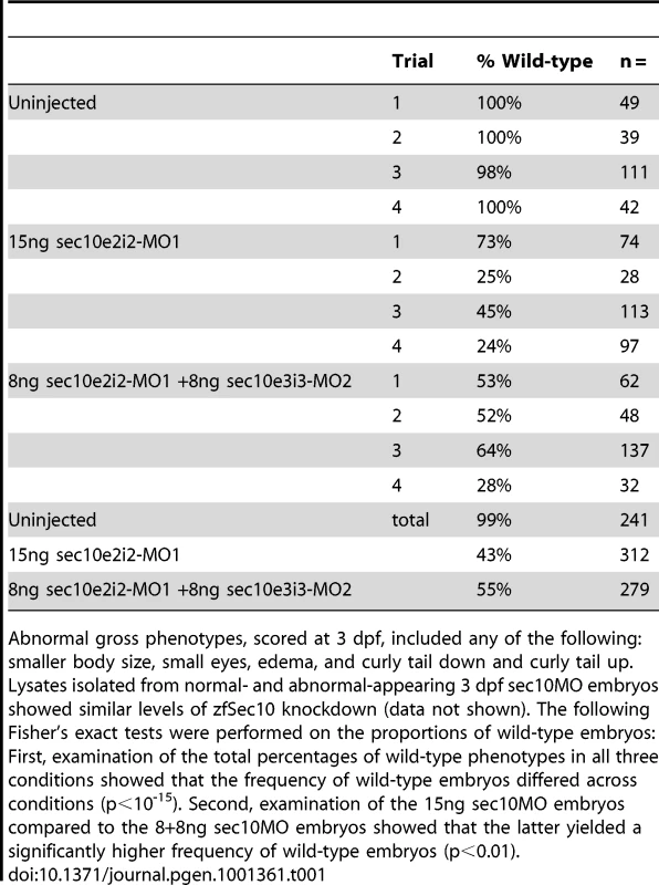 sec10MO embryos show variable gross phenotypes at 3 dpf.