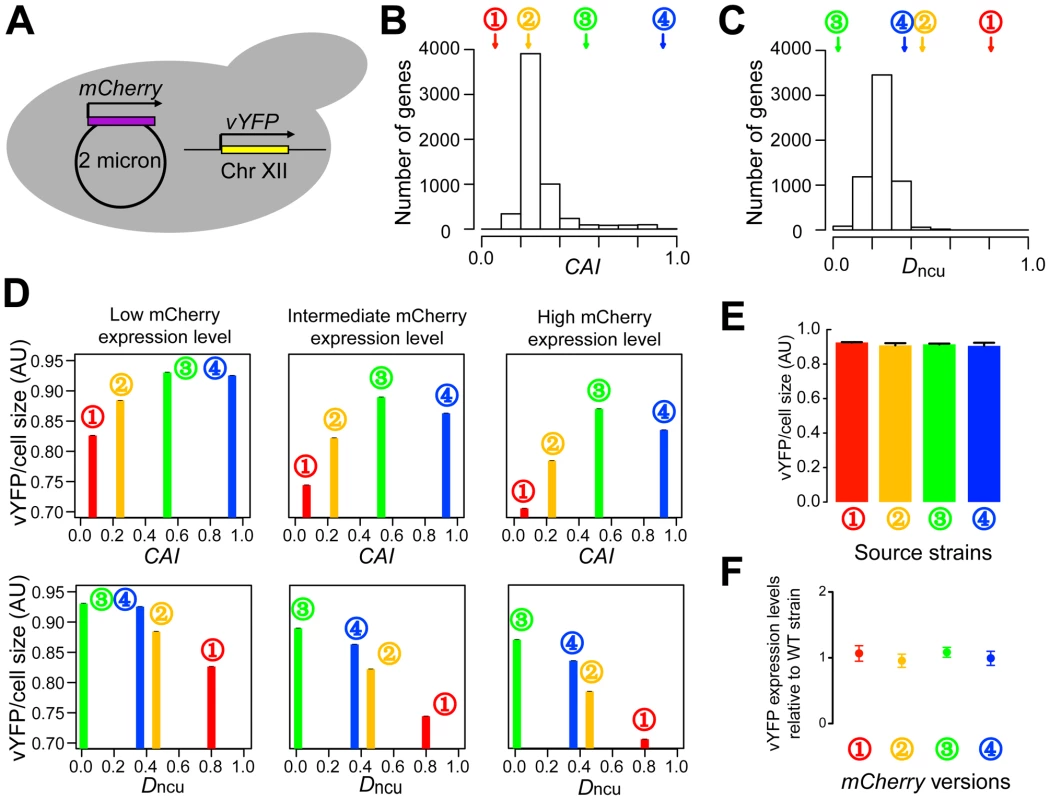 Experimental evidence for the impact of codon usage imbalance on translational efficiency.