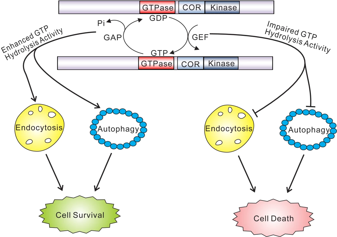 GTPase activity plays a key role in the pathobiology of LRRK2.