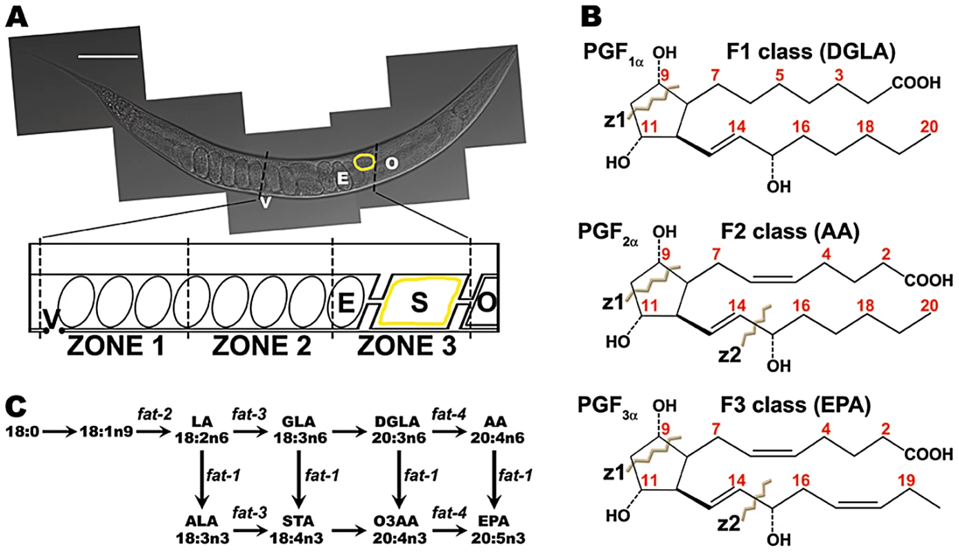 <i>C. elegans</i> gonad, F-series prostaglandin structures, and PUFA metabolism pathways.