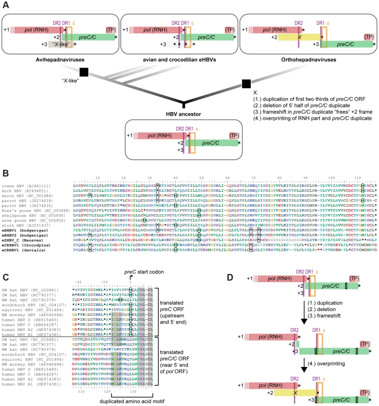 An evolutionary scenario for the emergence of the oncogenic <i>X</i> gene.