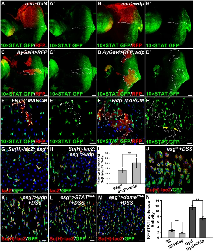 Wdp negatively regulates JAK/STAT signaling.