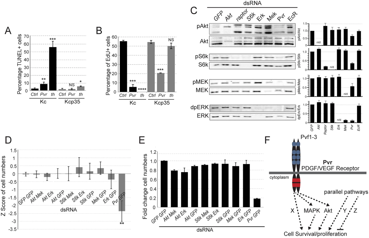 Signaling pathways in Pvr survival signaling.