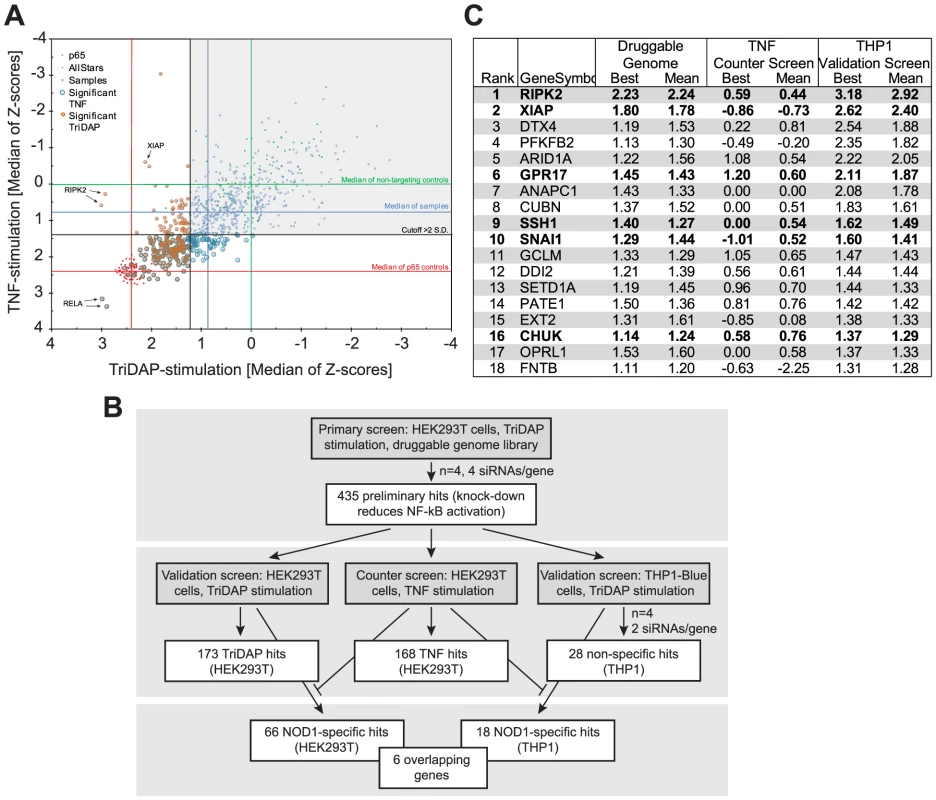 HTS siRNA-screening identifies SSH1 as novel component of the NOD1-pathway.
