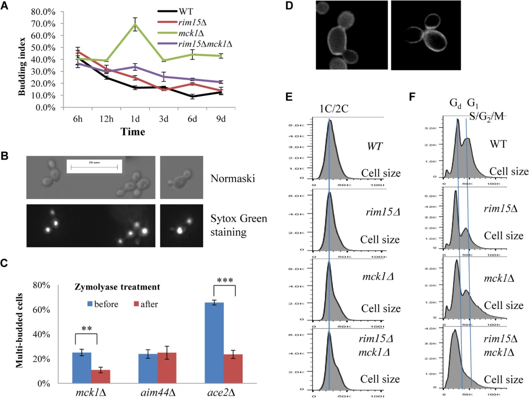 Cell size and cell separation defects displayed by the <i>mck1∆</i> mutants. 6A:
