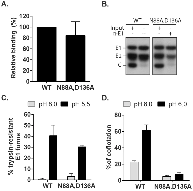 Characterization of RuV E1 N88A,D136A virus.