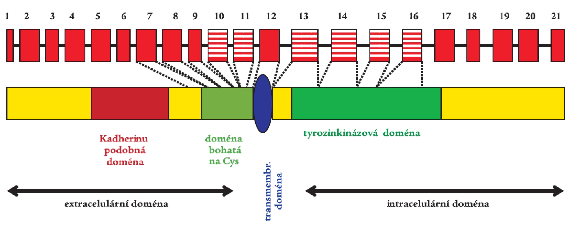 RET proto-onkogen s vyznačenými typickými funkčními doménami.
Gen je tvořen 21 exony, což představuje 55 kb genetického materiálu. Rizikové exony 10, 11, 13, 14, 15, a 16 pro vznik MTC jsou vyznačeny šrafovaně.