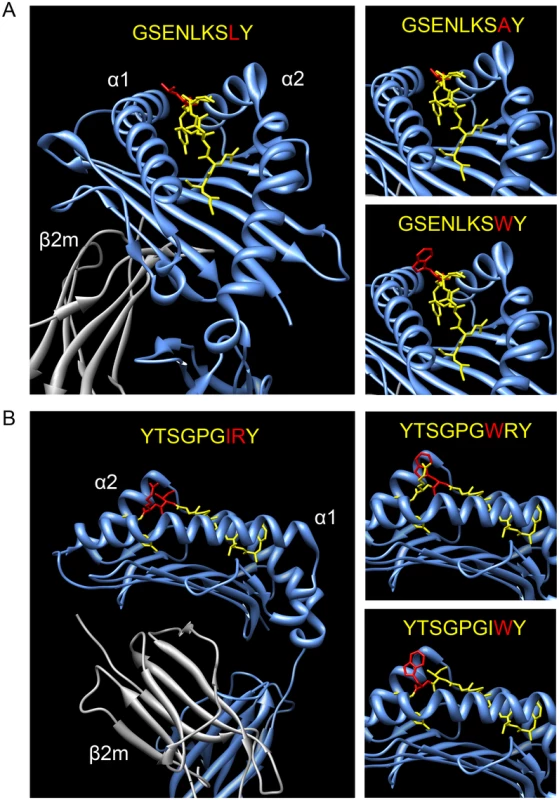 Modeling of amino acid changes in SIV peptides bound by Mamu-A1*002.