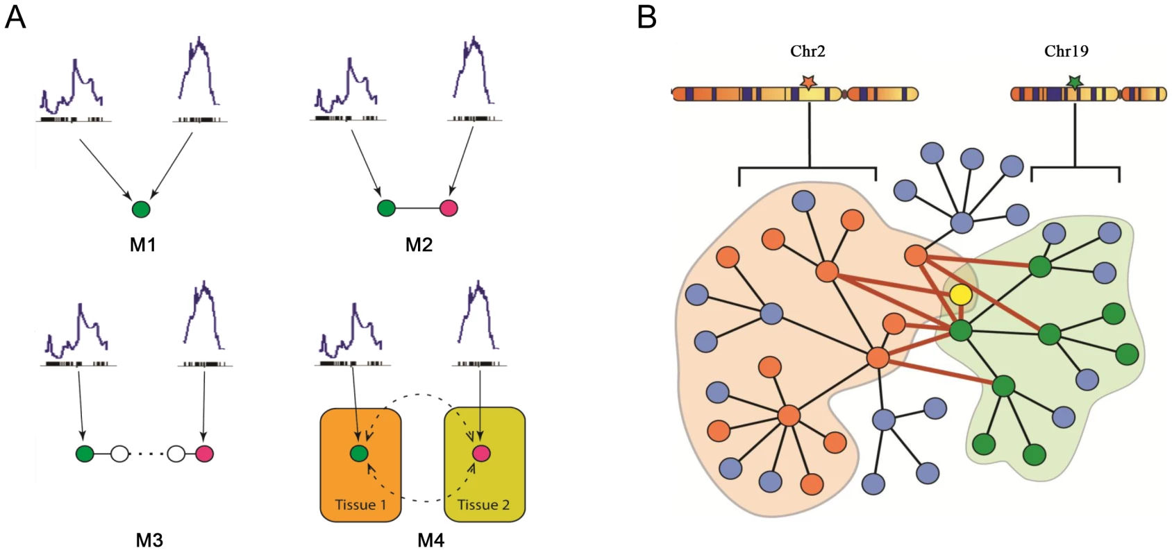 Mechanistic models for joint regulation by two loci and interactive model for the additive effects between two genetic loci that regulate plasma insulin.