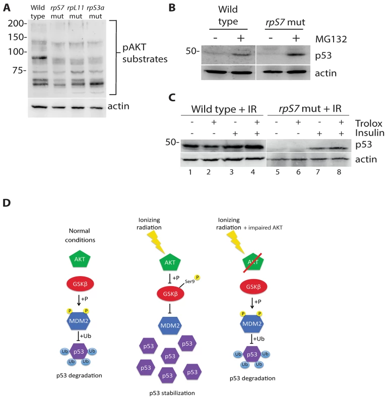 p53 protein is degraded by the proteasome and rescued by insulin in RP mutants.