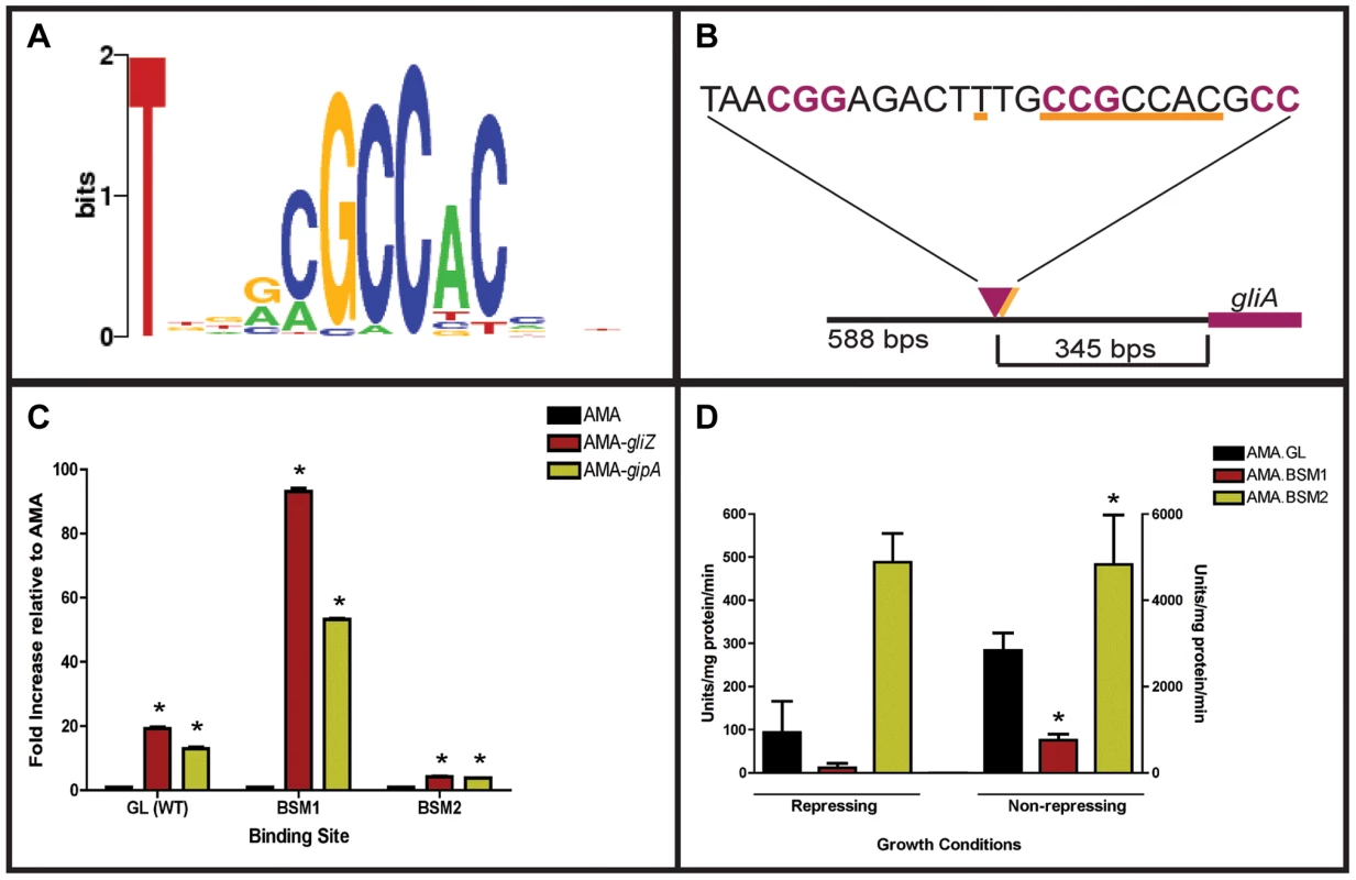 Characterization of the putative GipA DNA binding site.