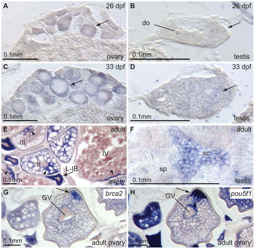 Expression of <i>brca2</i> in wild-type gonads.