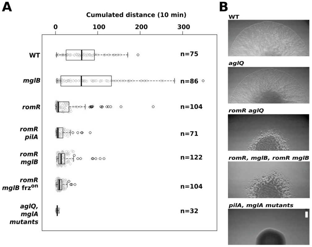 RomR acts downstream from MglB and upstream from MglA to control motility.