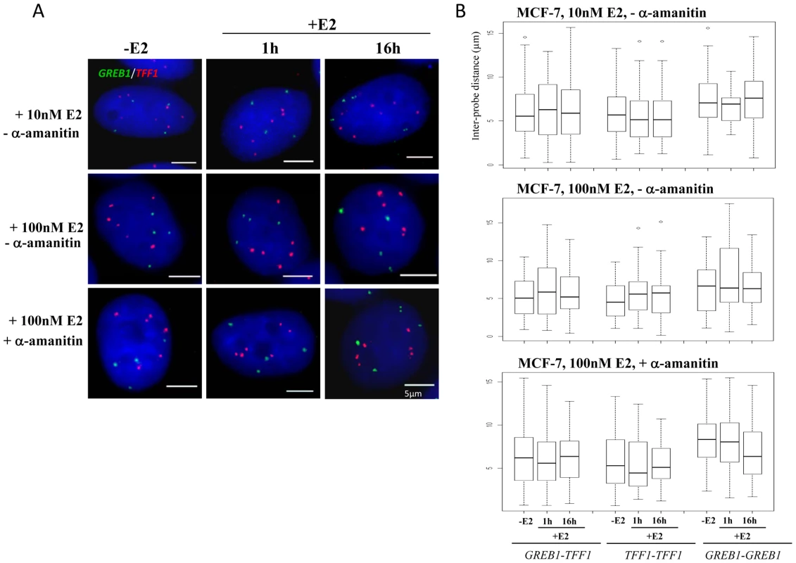 <i>TFF1</i> and <i>GREB1</i> nuclear organisation in ERα–positive MCF-7 breast cancer cells.