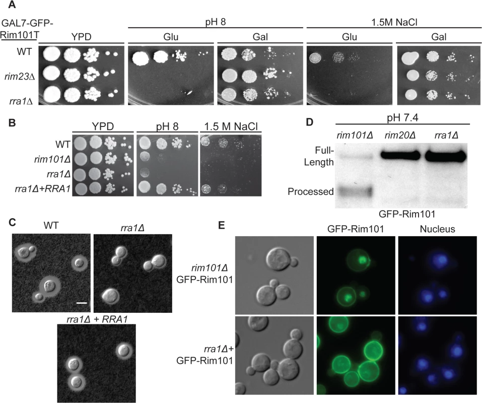 The <i>rra1Δ</i> mutant is phenotypically identical to other Rim pathway mutants.