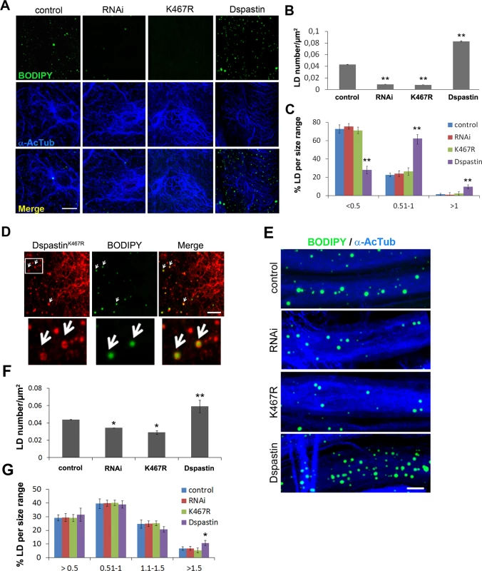 Dspastin dosage affects LD number and size in skeletal muscle and nerves.