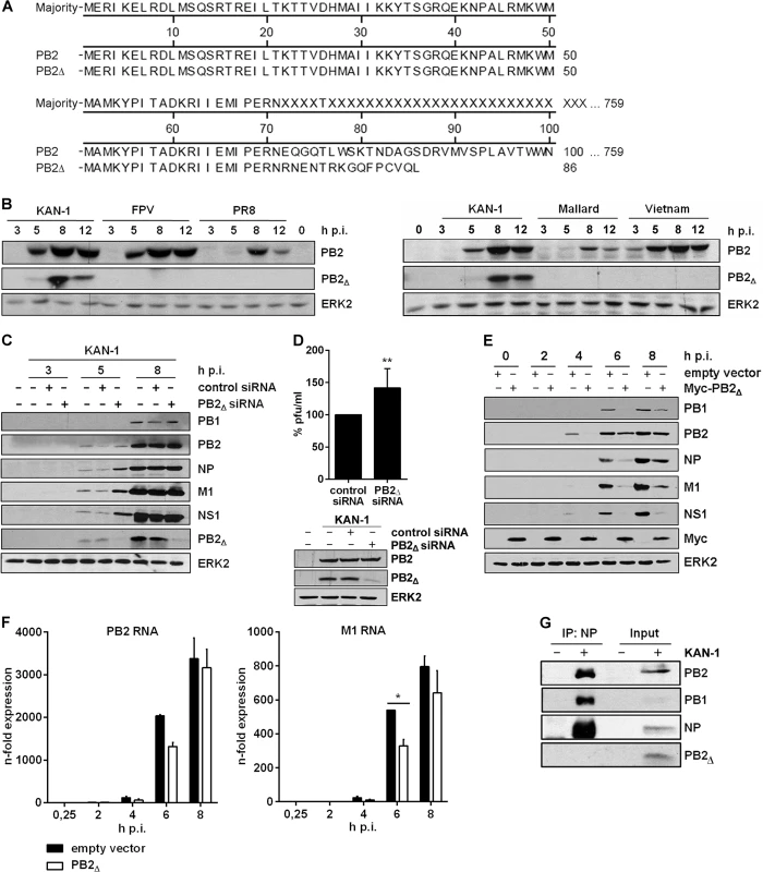 The PB2<sub>∆</sub> mRNA encodes a 10 kDa protein that impairs viral gene expression.