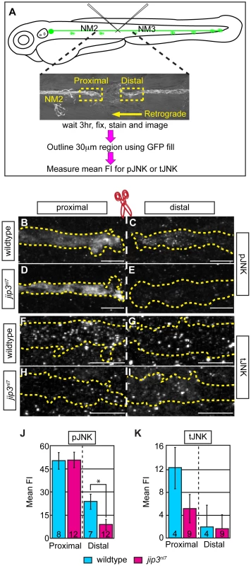 pJNK failed to accumulate distal to injury.