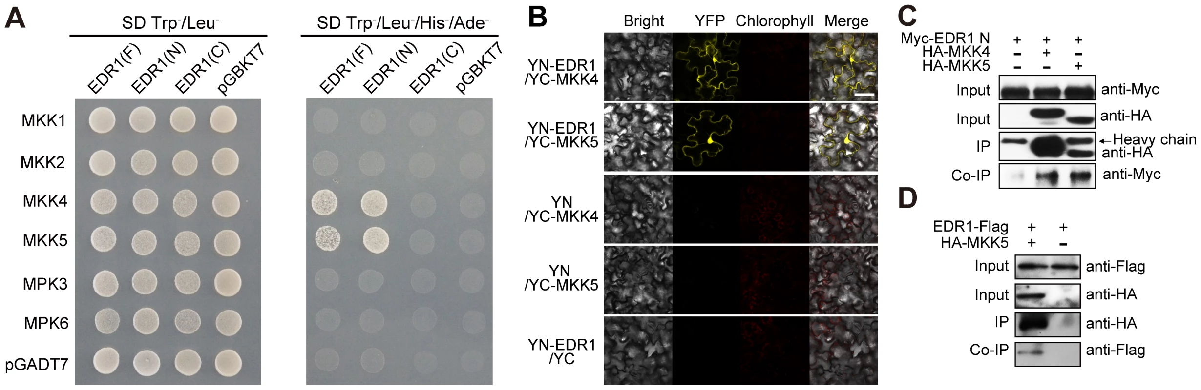 EDR1 interacts with MKK4 and MKK5.
