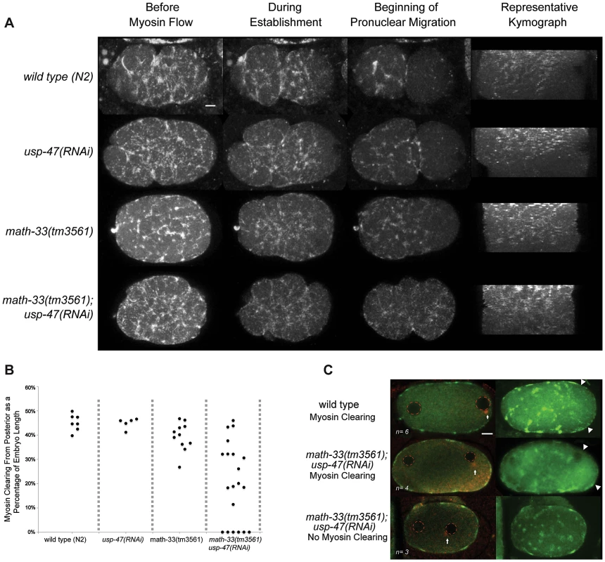 The posterior to anterior myosin clearing is defective in <i>math-33(tm3561); usp-47(RNAi)</i>.