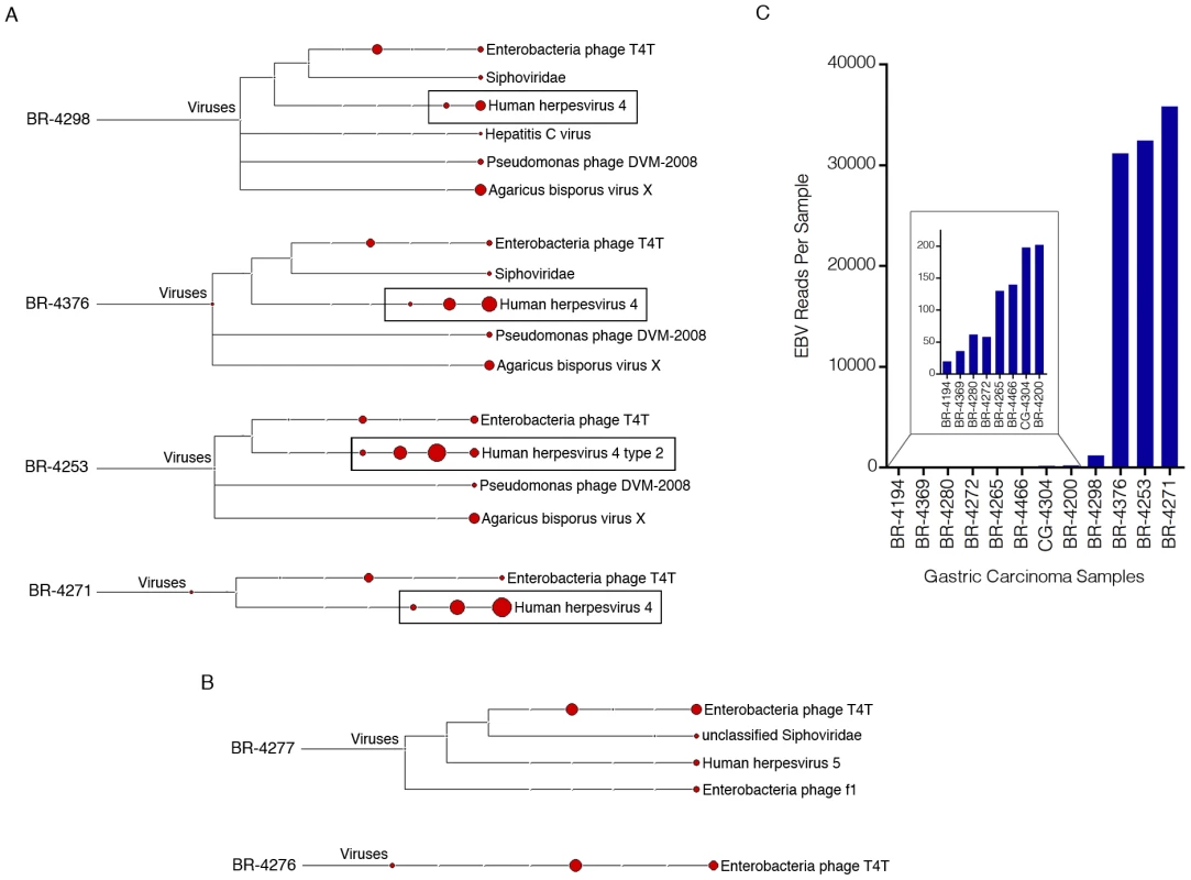 Detection of EBV in gastric carcinoma samples.