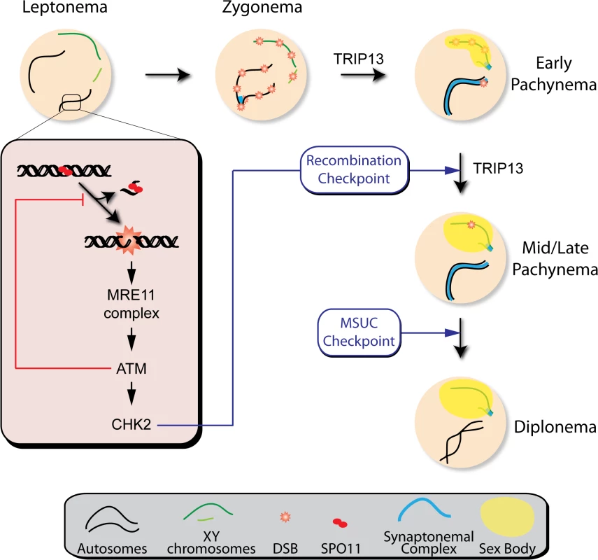 Functions of the ATM signaling pathway during mouse meiotic prophase.
