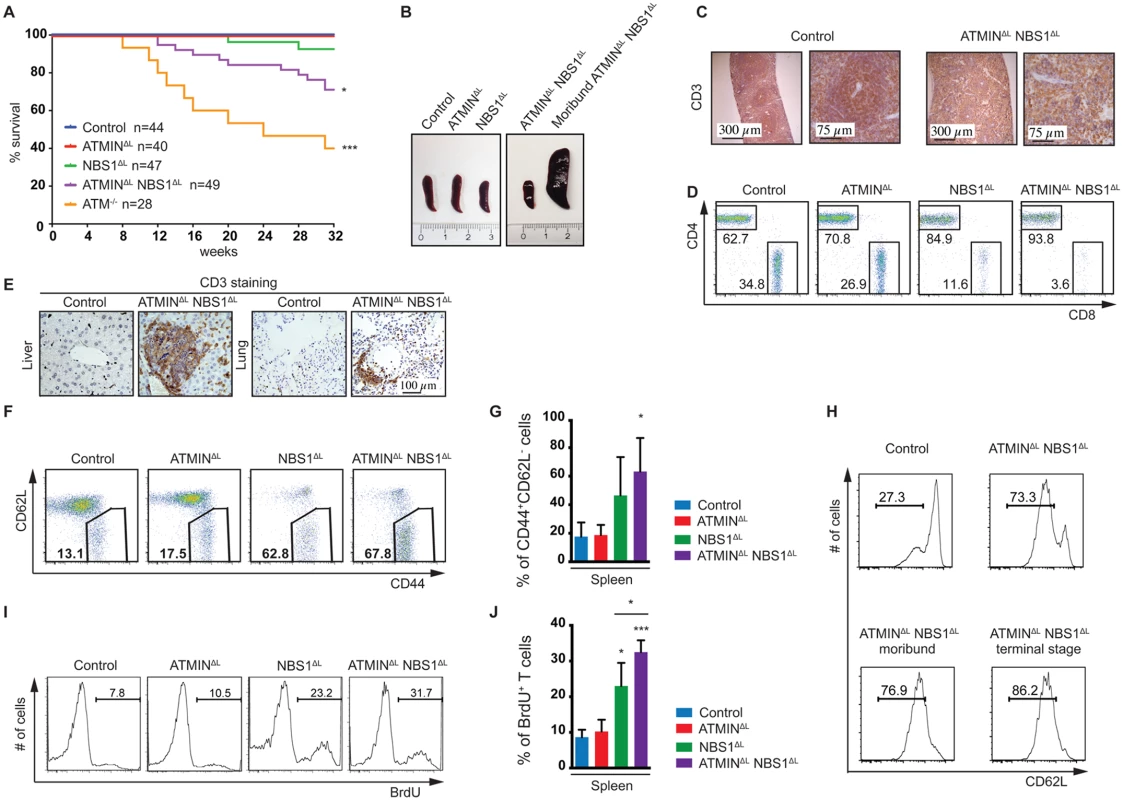 Loss of ATMIN in combination with NBS1, in T cells, leads to increased mortality due to T cell activation.