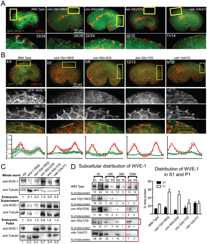Guidance receptors affect subcellular distribution and levels of WAVE/SCAR.