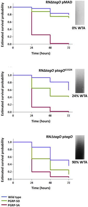 The levels of WTA modulate the requirement for PRRs.