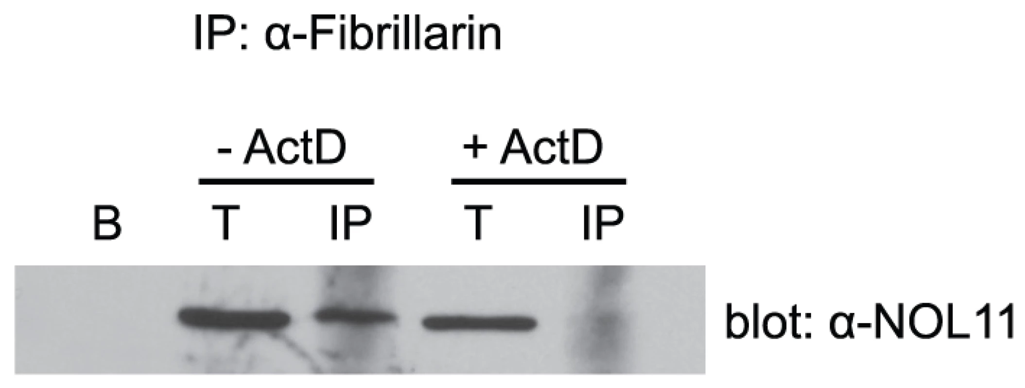 RNA polymerase I transcription is required for NOL11 association with the SSU processome.
