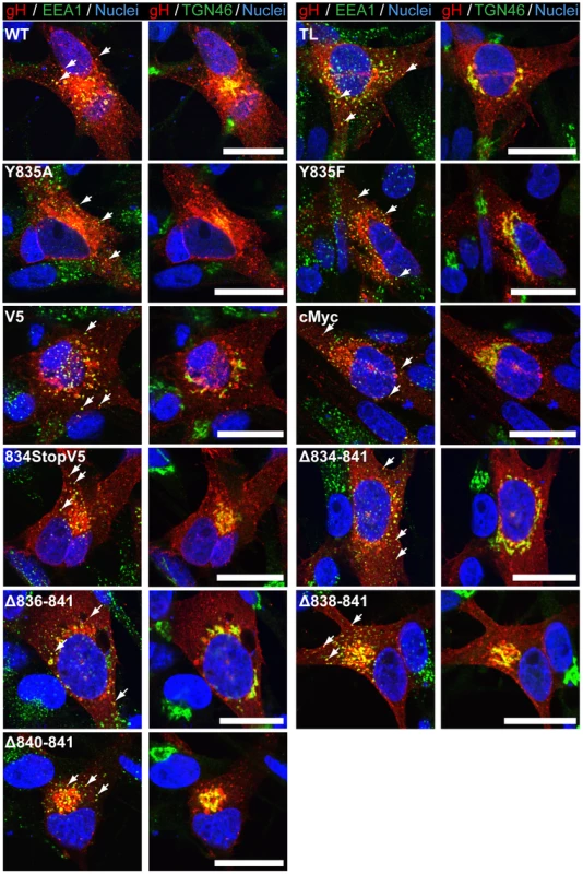 Amino acids 834-841 of the gHcyt are dispensable for intracellular trafficking and endocytosis of gH <i>in vitro</i>.