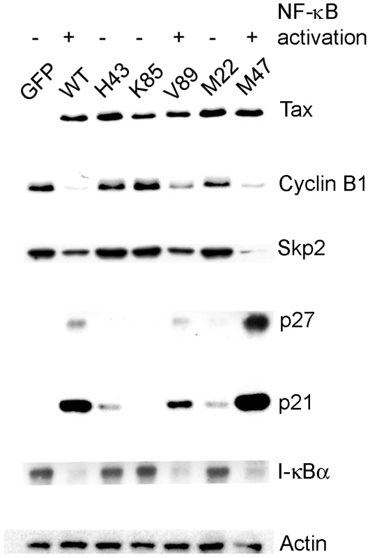 NF-κB activation by Tax correlates with induction of cellular senescence.