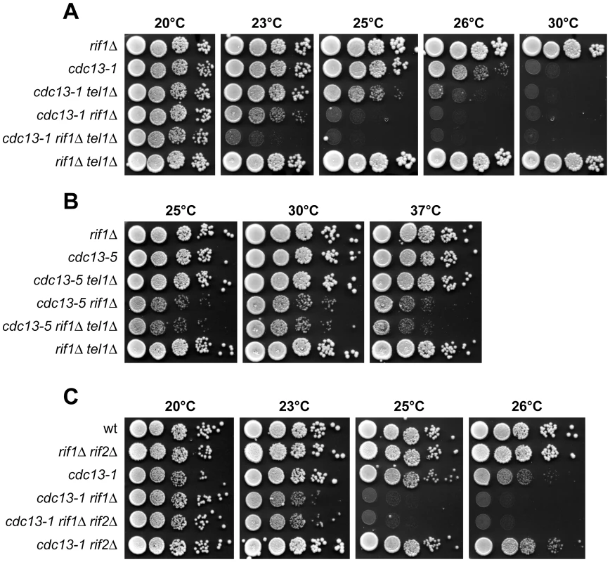 Effect of deleting <i>TEL1</i> or <i>RIF2</i> on growth of <i>cdc13 rif1Δ</i> cells.