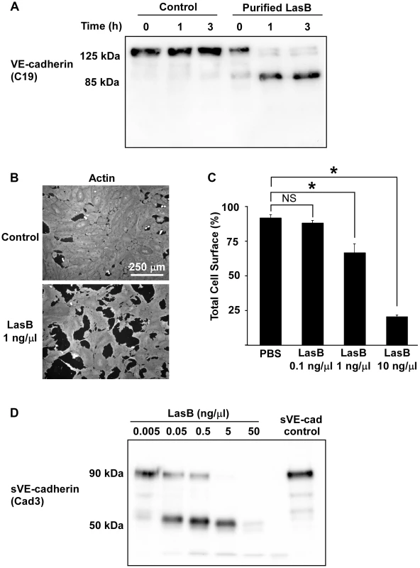 LasB cleaves cellular and soluble VE-cadherin.