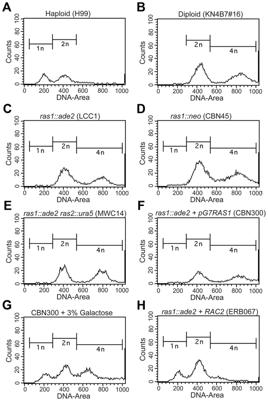 The loss of <i>RAS1</i> impacts cell ploidy.