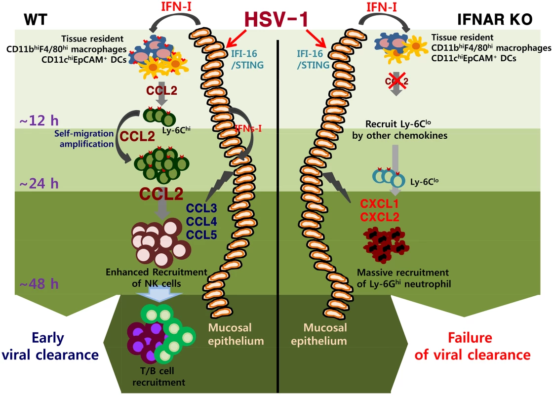 IFN-I–dependent cascade pathway for concerted recruitment of CD11b<sup>+</sup>Ly-6C<sup>hi</sup> monocytes and NK cells in mucosal tissues following HSV-1 infection.