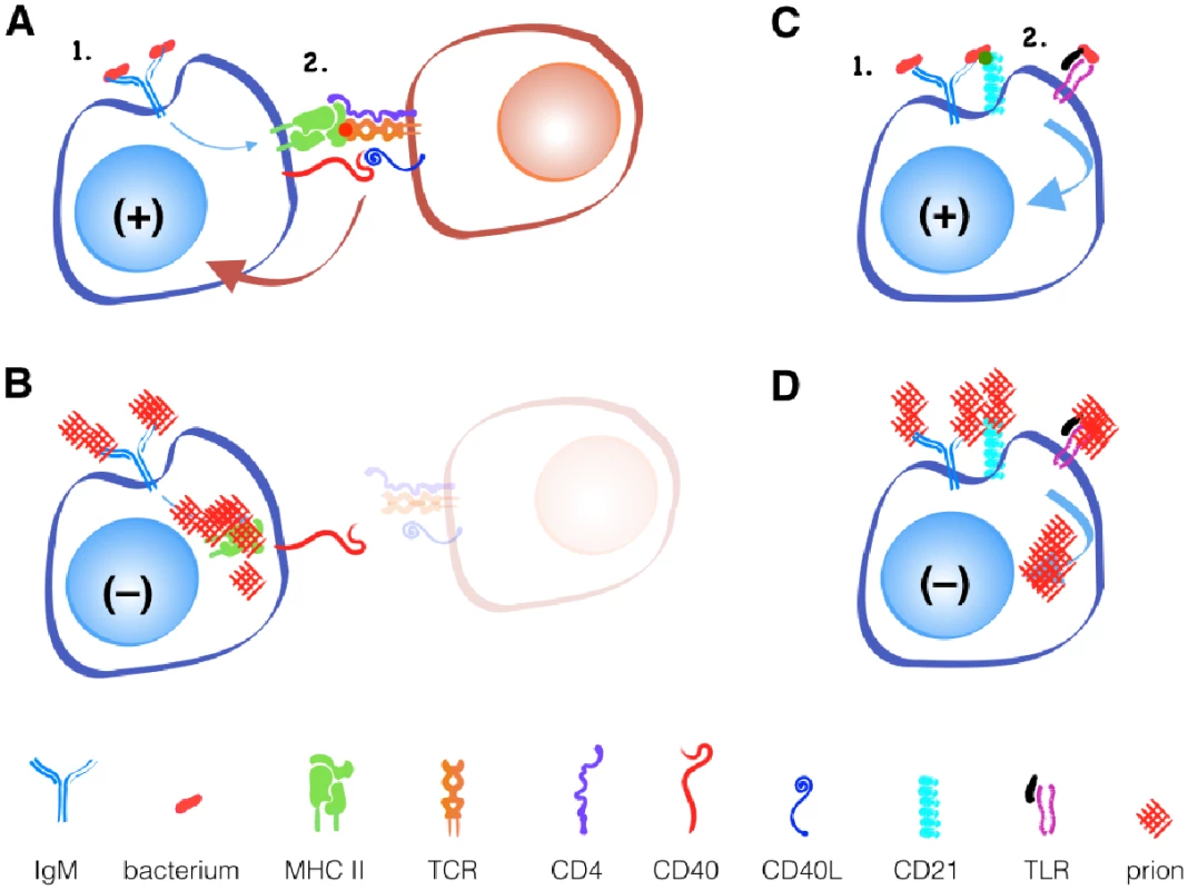 Prions fail to activate B cells with or without T cell help.