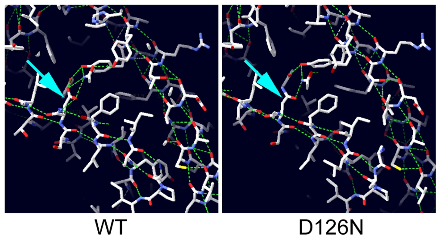 Modelling the potential effect of D126N.