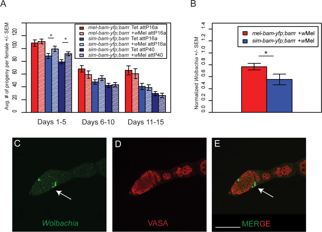 <i>Wolbachia</i> interacts with <i>sim-bam-yfp; bam</i><sup>−</sup>in females.